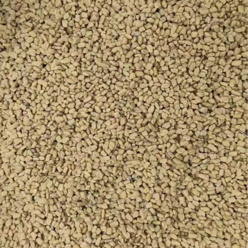 Hu Lu Ba Seeds (Trigonella foenum-graecum) — Dried Fenugreek Food Herb, 500g - Image 2