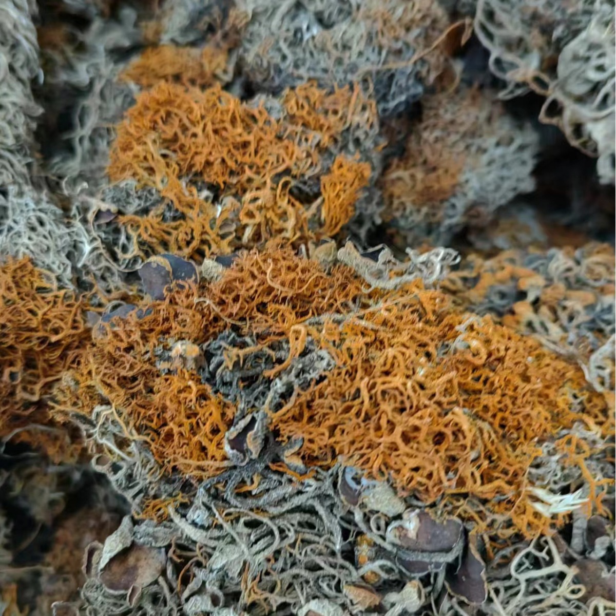Jin Shua Ba (Song Shi Rui / Golden Broom Lichen) — Dried Chinese Herbal Ingredient, 500g - Image 4