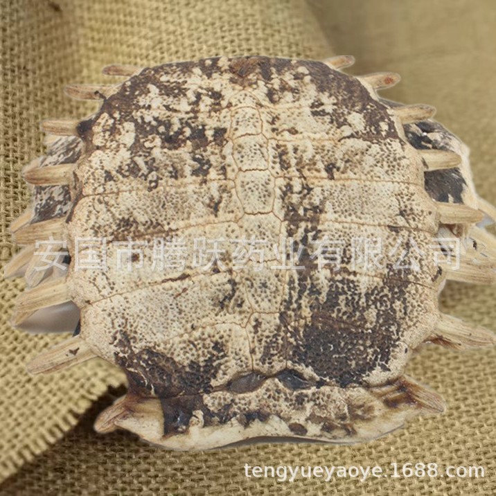Dried Turtle Shell Bie Jia Whole Pieces Traditional Chinese Herb 500g - Image 4