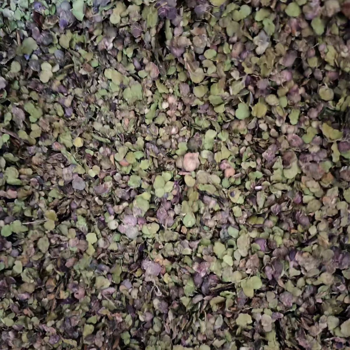 Fu Ping (Spirodela polyrhiza) — Dried Duckweed Herb, Purple-Back Water Floating Weed - Image 4