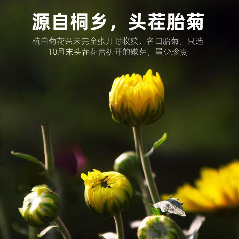 Tongxiang First Harvest Fetal Chrysanthemum Tea Buds Dried Flower Tea 40g Can - Image 5