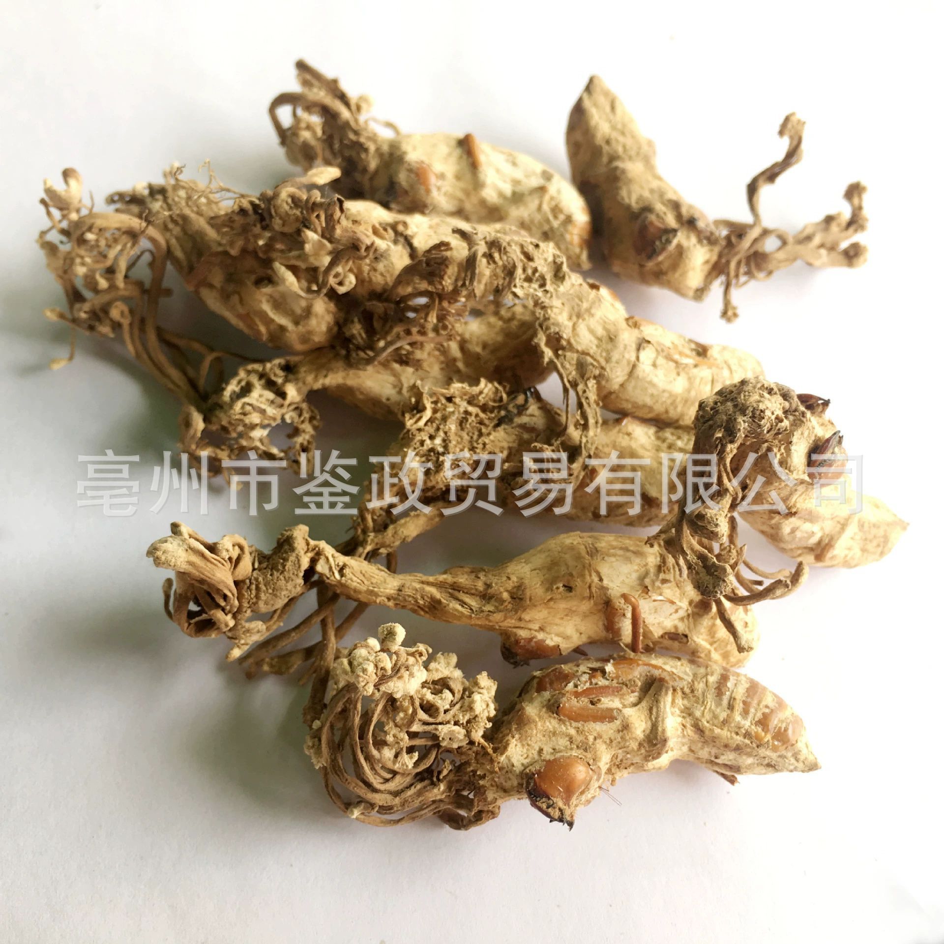Golden Cicada Flower Jin Chan Hua Cordyceps-like Fungus Dried Whole Herb 500g Traditional TCM Ingredient - Image 2
