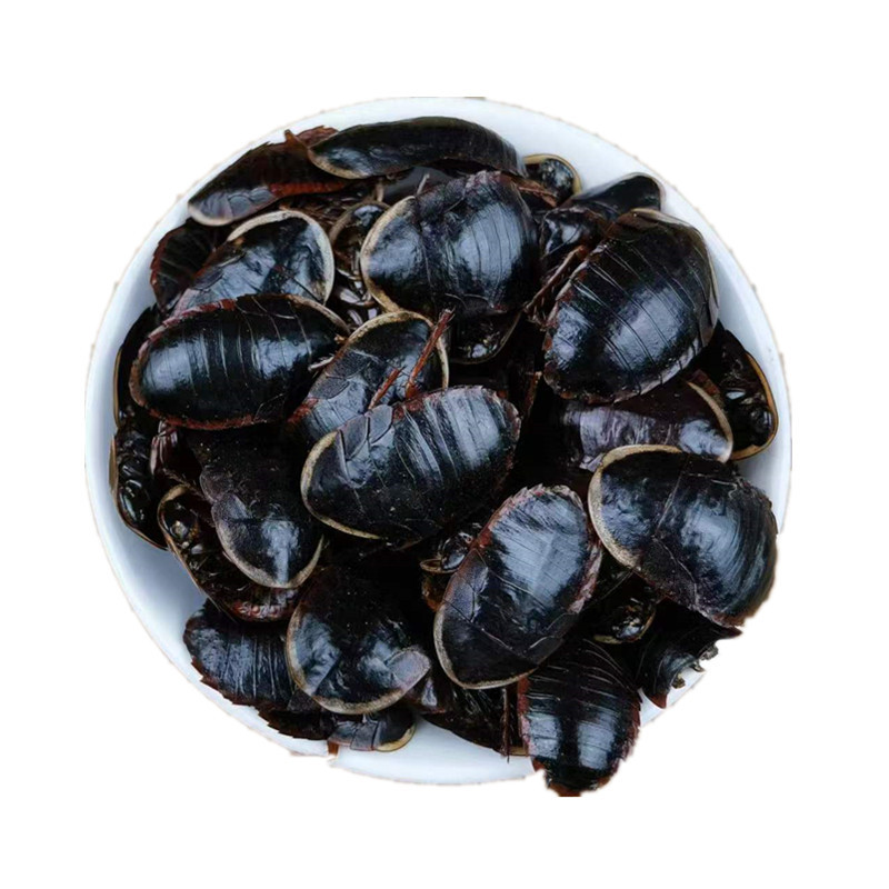 Golden Edge Ground Beetle Tu Bie Chong Dried Whole Insect Traditional Chinese Herb - Image 5