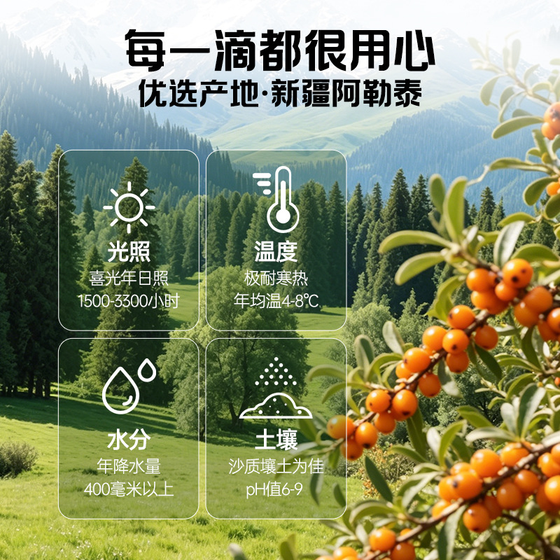 Organic Sea Buckthorn Berry Juice NFC Fresh Pressed Whole Fruit Sachets 210ml - Image 3