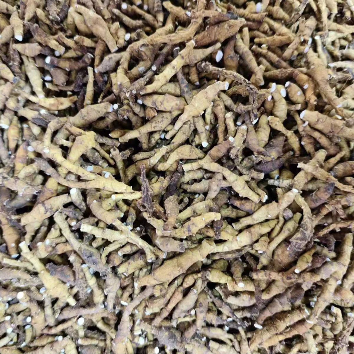 Jiu Jie Chang Pu (Anemone altaica) — Dried Rhizome, Powder Option, Food Herb - Image 4