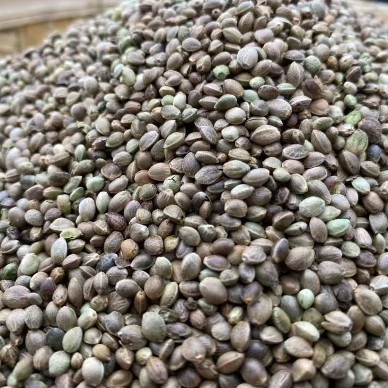 Huo Ma Ren Hemp Seed 500g Dried Huo Ma Zi Food Grade Raw Herb for Oil Pressing and Bird Feed - Image 3