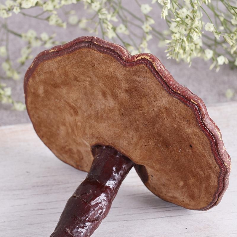 Dried Lingzhi Reishi Mushroom Whole Ganoderma lucidum 500g TCM Herbal Decoction Ingredient - Image 3