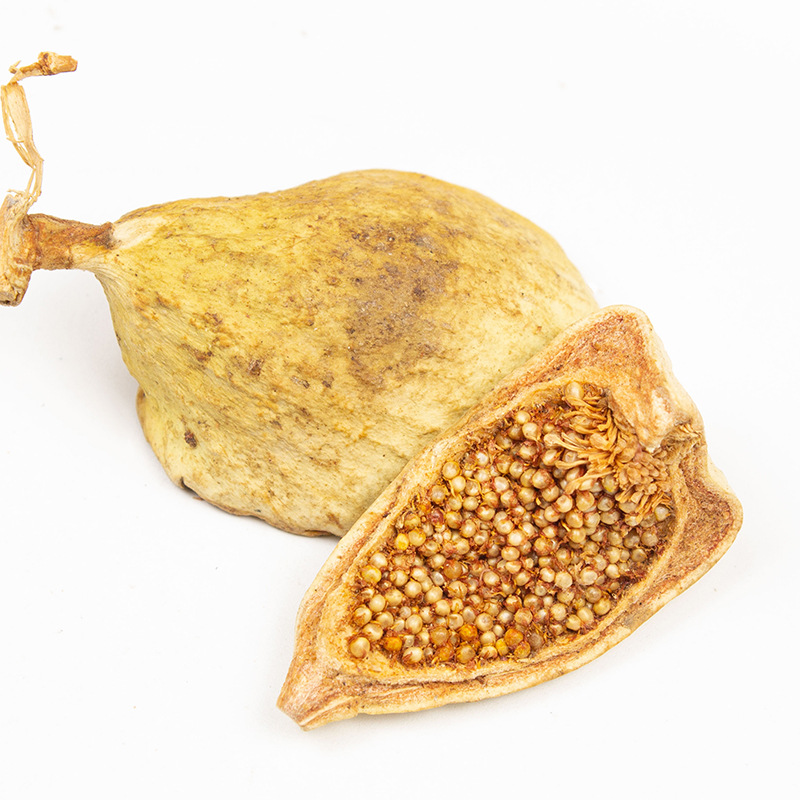 Dried Mu Lian Guo Fruit 木莲果 Whole Form Traditional Herbal Ingredient 500g - Image 3