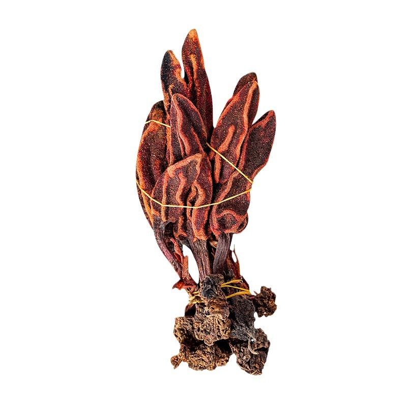 Hui Chun Cao (Boschniakia rossica) — Dried Whole Herb, Food-Herb Botanical for Tea & Wine Soaks - Image 5