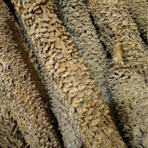 Tie Shu Hua (Cycas revoluta Flower) — Dried Sago Palm Flower, Rare Herbal Botanical