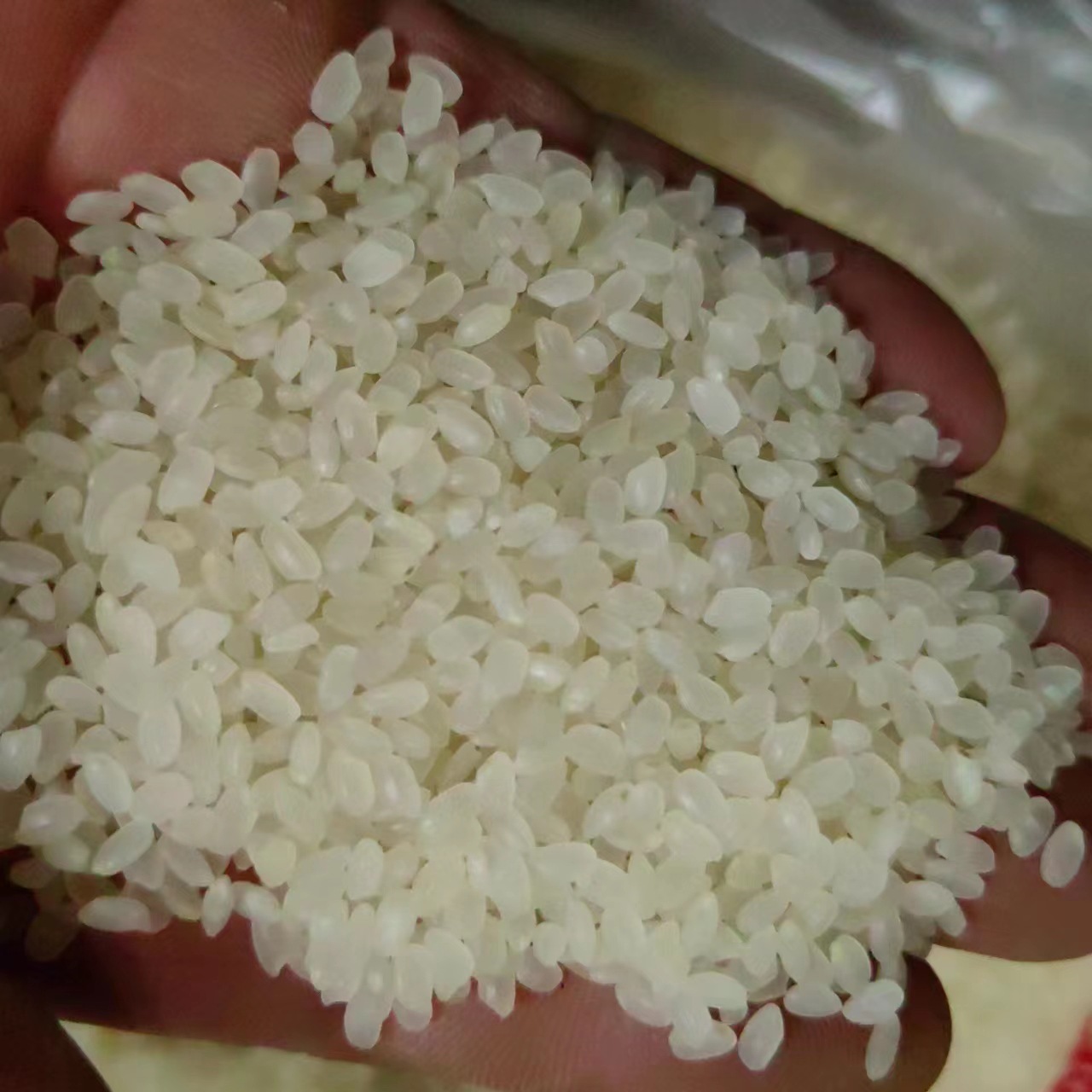 Japonica Rice (Oryza sativa japonica) — Dried Whole Grain for Congee & Herbal Soups - Image 3