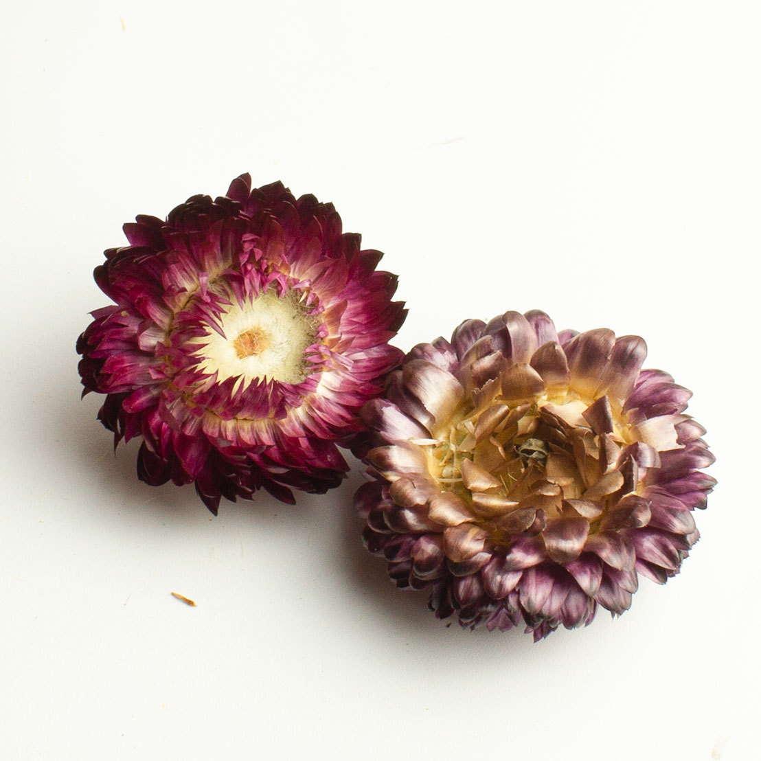 Seven-Color Chrysanthemum Tea 250g Dried Qicai Ju Flowers Loose Herbal Infusion for After-Meal Drinking - Image 3