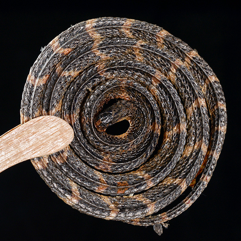 Jinqian Baihua She (Bungarus Parvus) — Dried White-Banded Snake for Traditional Herbal Infusions - Image 4
