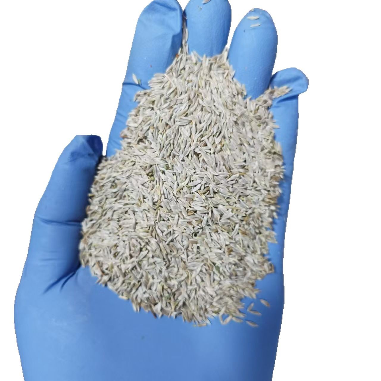 Raw Lettuce Seeds Sheng Cai Zi 500g Natural Edible Seed for Sprouting and Culinary Use - Image 5