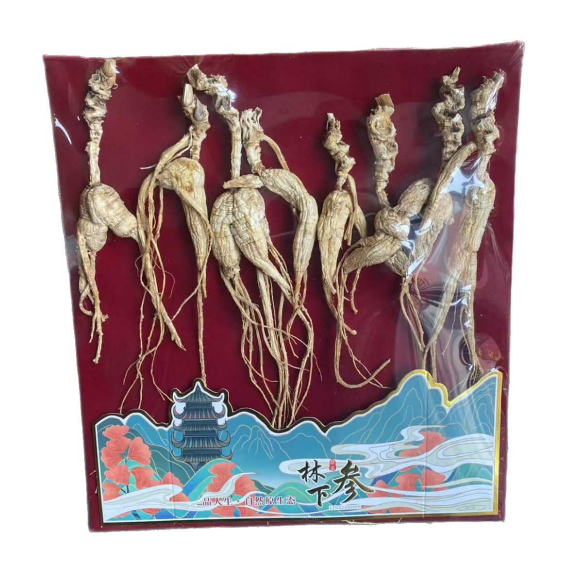 Dried Forest Ginseng Root Slices 50g Wild-Simulated Ginseng for Cooking and Decoction - Image 5