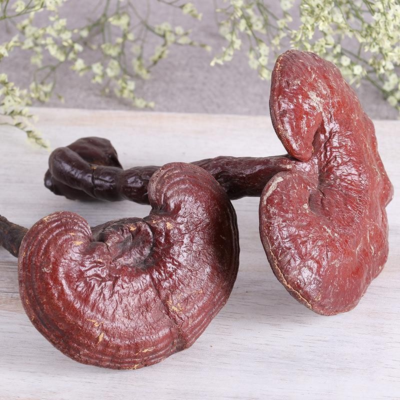 Dried Lingzhi Reishi Mushroom Whole Ganoderma lucidum 500g TCM Herbal Decoction Ingredient - Image 2