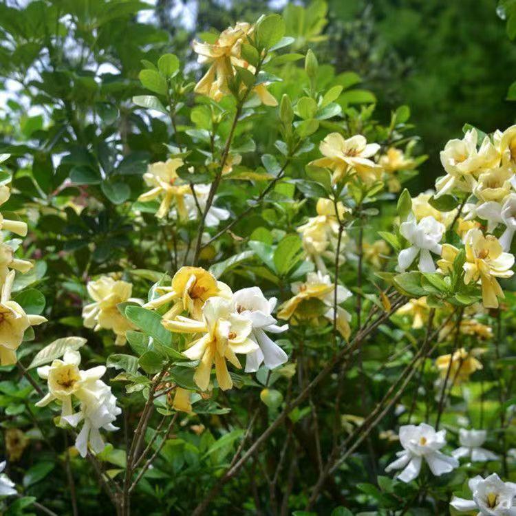 Dried Gardenia Flower (Gardenia jasminoides) — Yellow Zhi Zi Hua Herbal Tea, 500g - Image 3