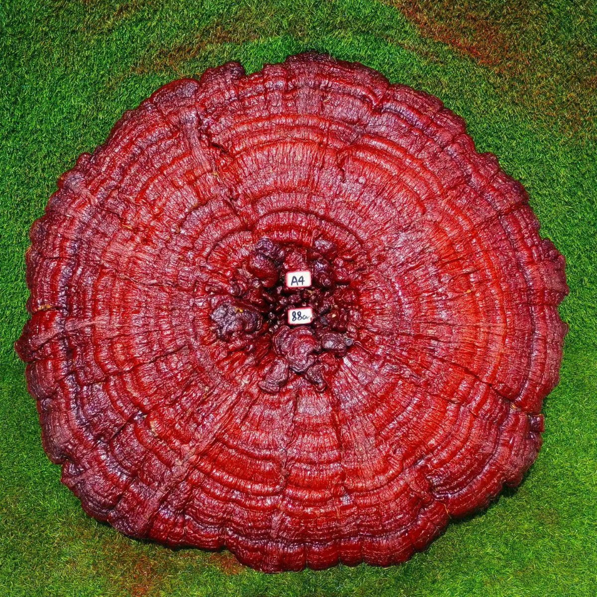 Large Purple Reishi Mushroom Display Piece 95cm Ling Zhi Ornamental Bonsai for Home and Entryway - Image 2