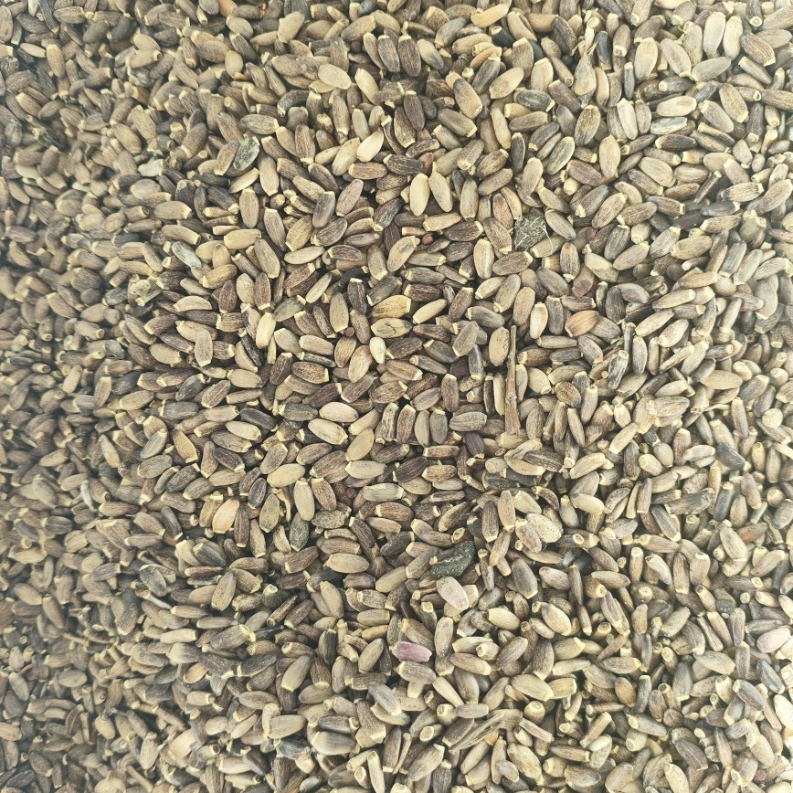 Milk Thistle Seed Powder (Silybum marianum) — Shui Fei Ji Herbal Powder, 500g - Image 4