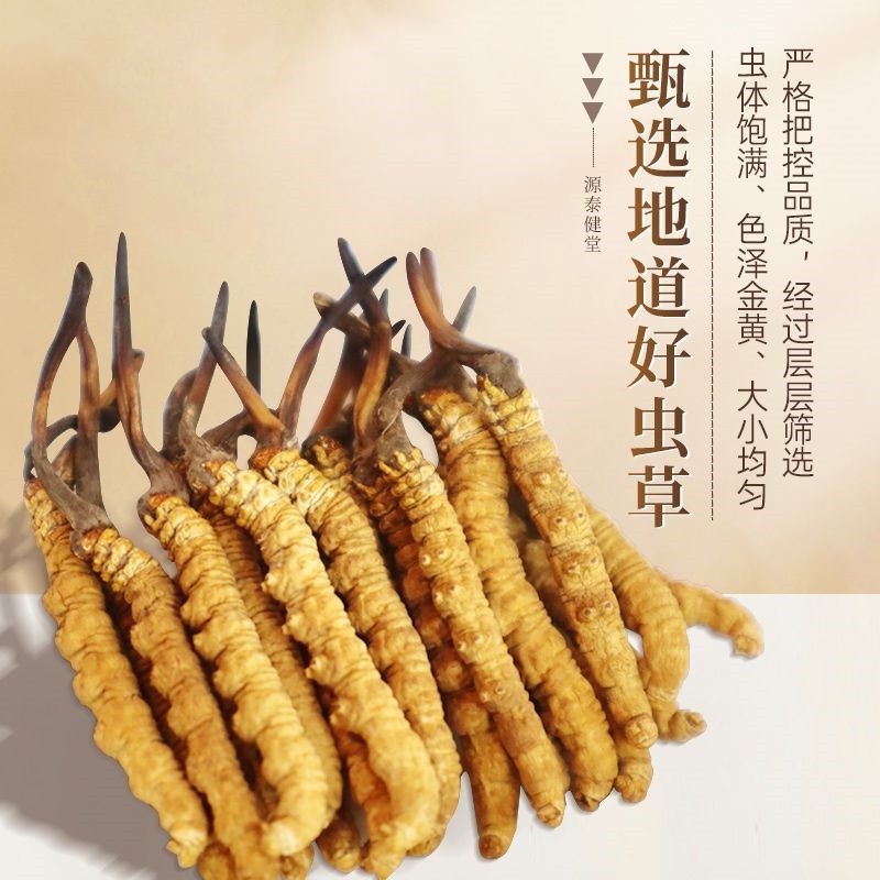 Cordyceps Sinensis Dong Chong Xia Cao Whole Dried Caterpillar Fungus Gift Box 60 Pieces Culinary Herbal Tonic - Image 2