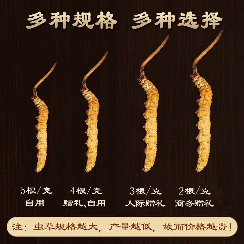 Cordyceps Sinensis Dong Chong Xia Cao Wild Caterpillar Fungus Dried Whole Pieces Nagqu Tibet Gift Box - Image 2