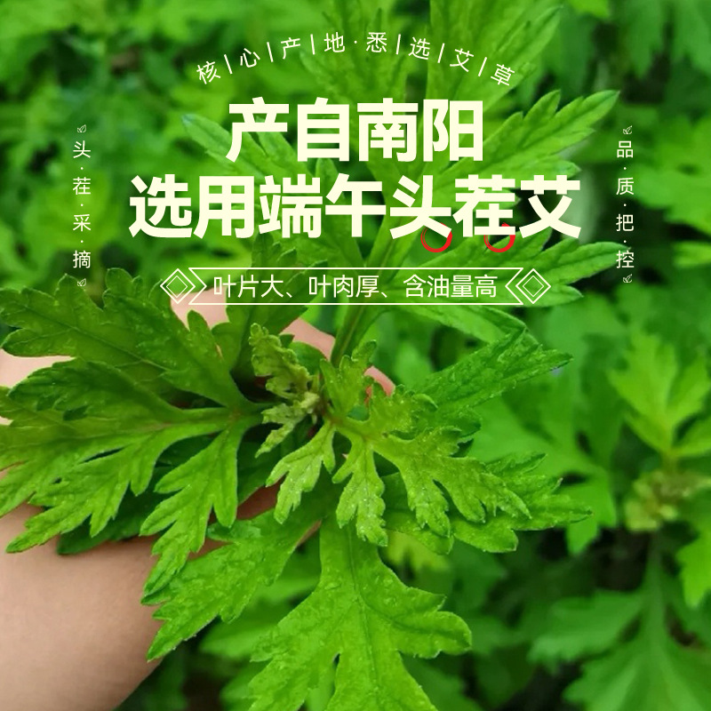 Dried Mugwort Leaf 500g Bag Ai Ye for Foot Soak and Bath - Image 2