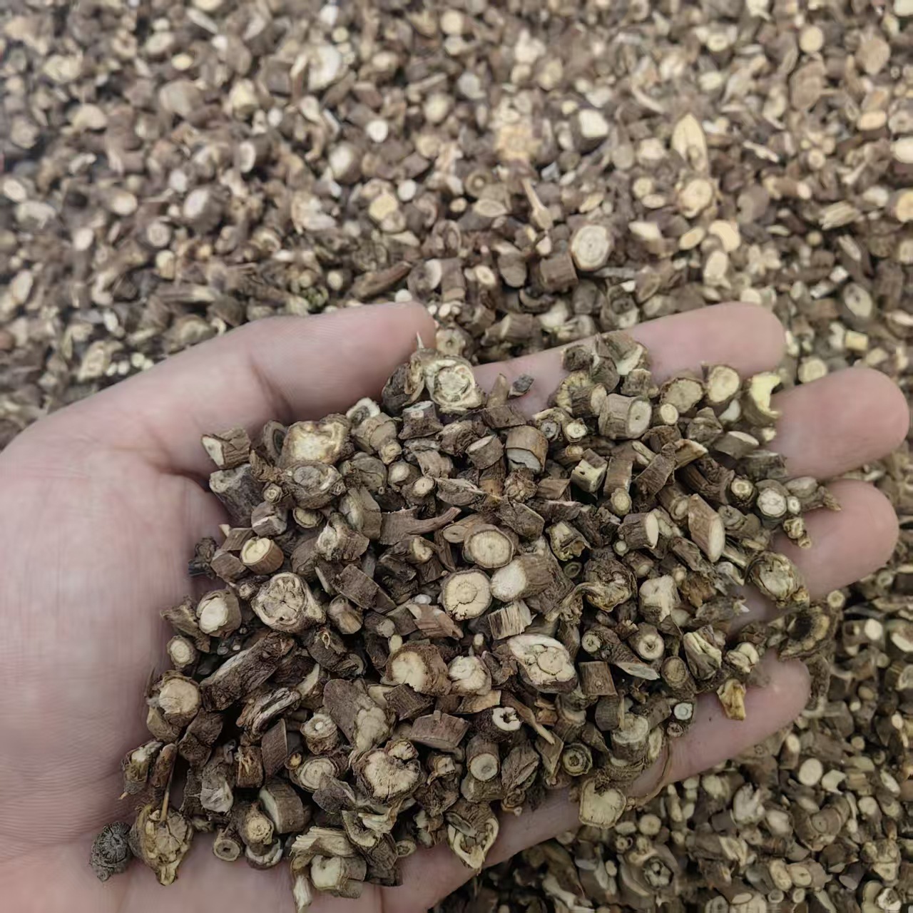 Chai Hu Bupleurum Root Powder 500g North Chaihu Traditional Herbal Powder for Decoction and Tea - Image 2