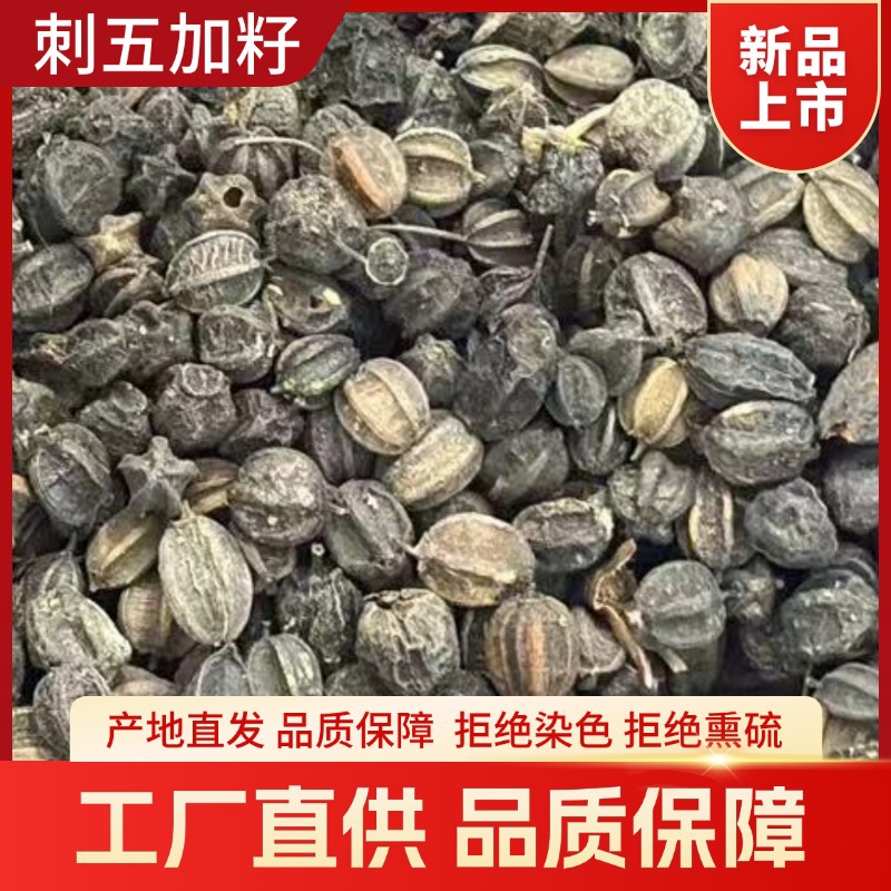 Dried Acanthopanax Senticosus Seeds Ci Wu Jia Zi 500g Raw Herbal Seed for Traditional Decoction - Image 3