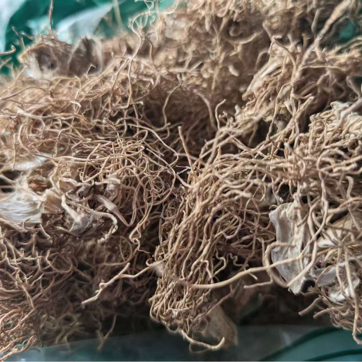 Scallion Root & Scallion White (Allium fistulosum) — Dried Culinary Herb for Cooking & Soup - Image 2