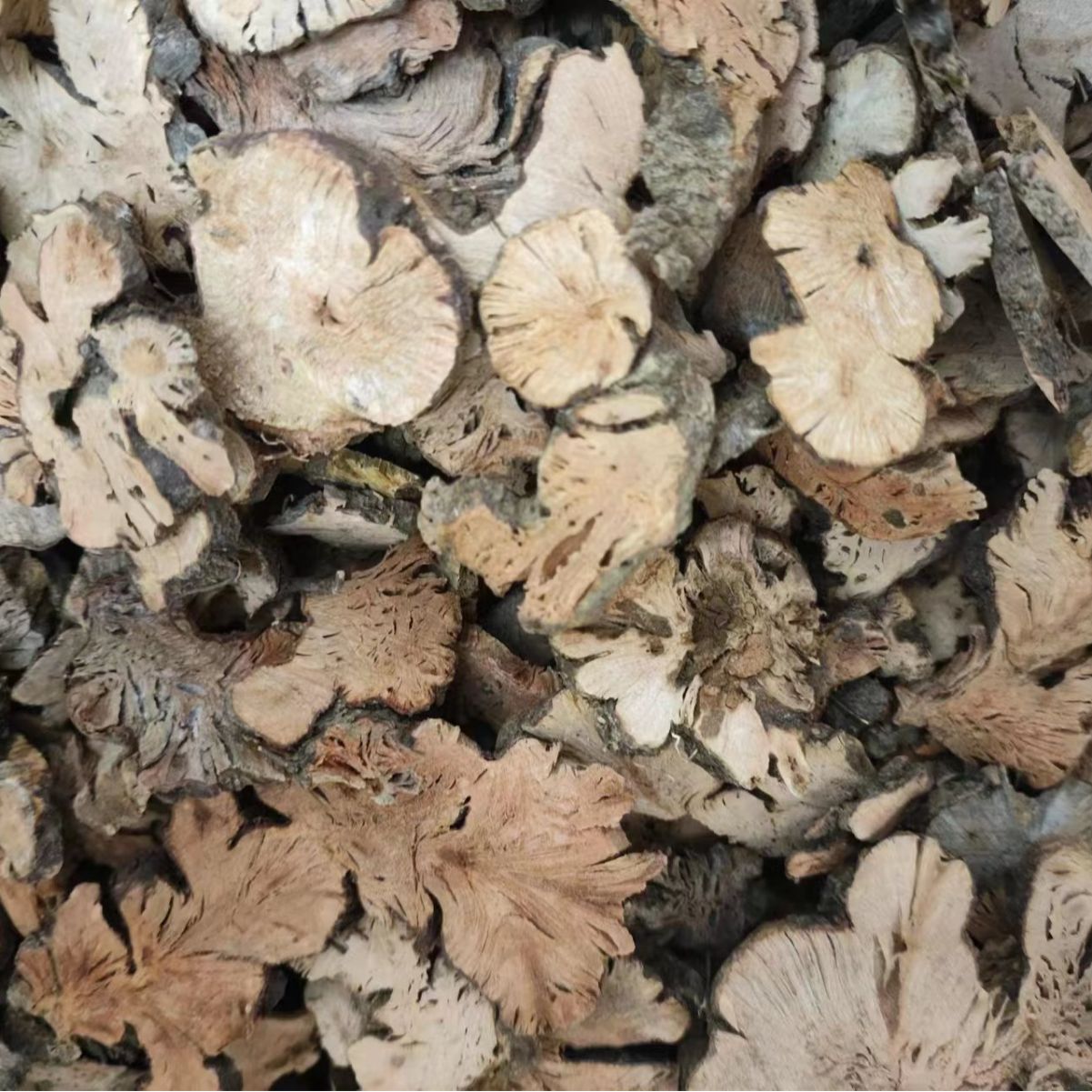 Jin Qiao Mai (Fagopyrum cymosum) — Dried Food Herb Root, Also Known as Golden Buckwheat Root - Image 4