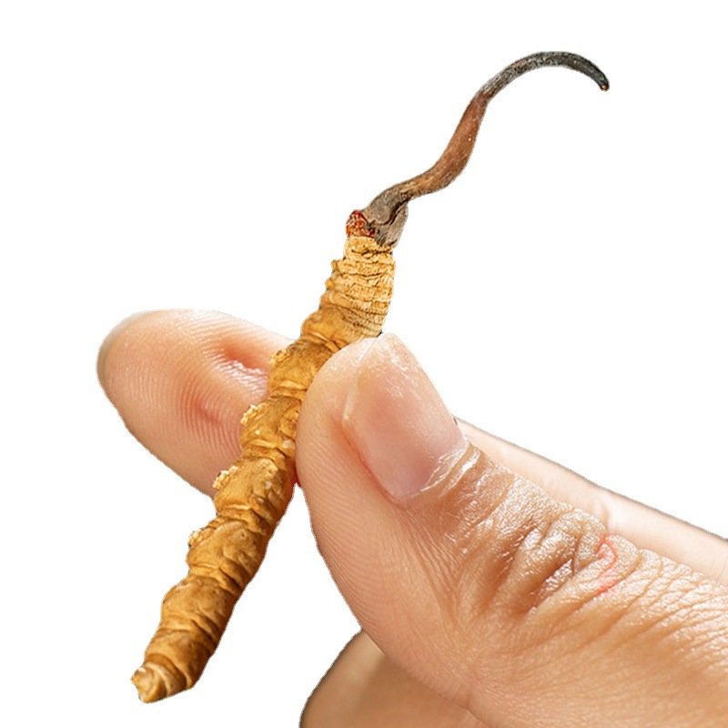Cordyceps Sinensis Dried (Dong Chong Xia Cao) — Tibetan Whole Cordyceps, 1g Broken Grade - Image 5