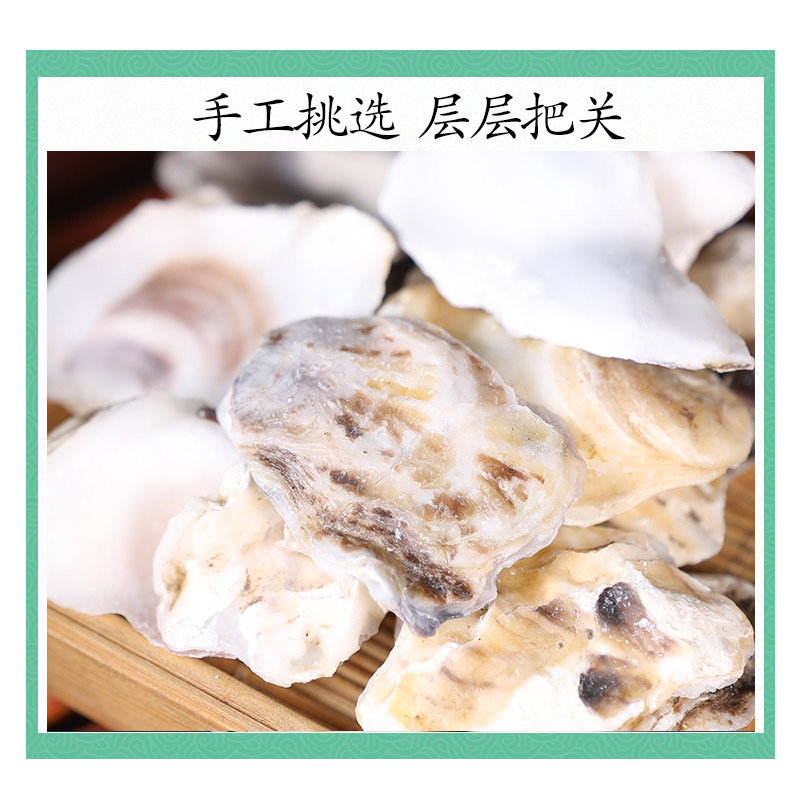 Dried Oyster Shell Mu Li 牡蛎 500g Traditional TCM Herb Calcined and Raw Shell Pieces - Image 3