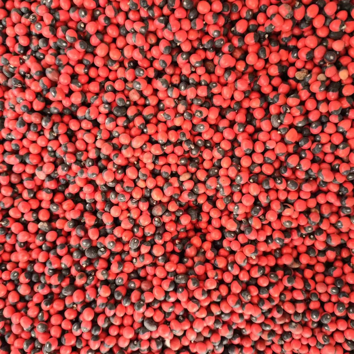 Xiang Si Dou (Abrus precatorius) — Dried Love Bean Seed for Traditional Herbal Use - Image 3