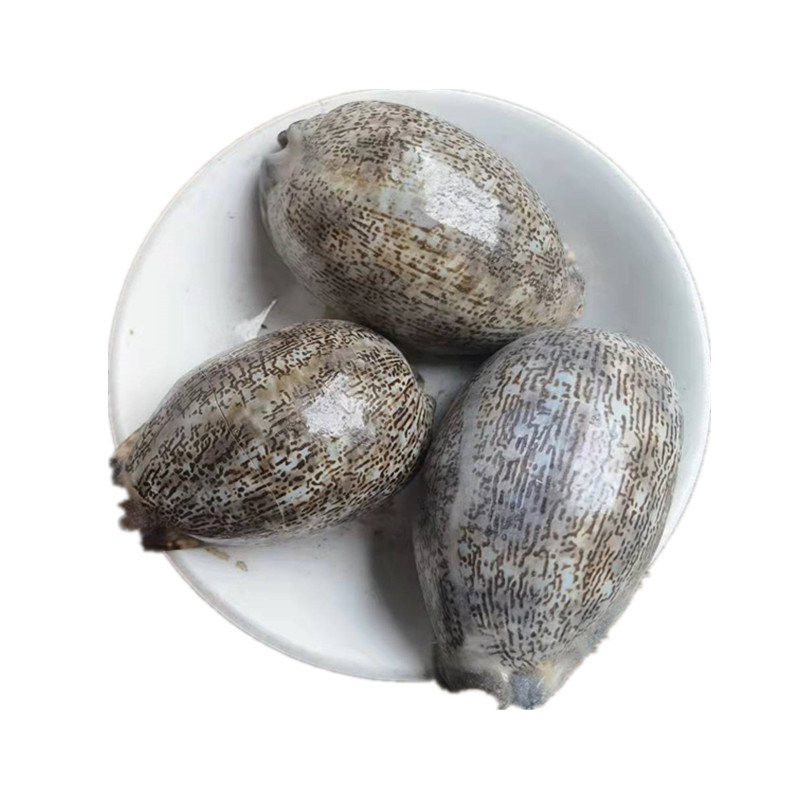 Purple Cowrie Shell Zi Bei Chi Dried Mineral Herb Traditional TCM Ingredient - Image 5