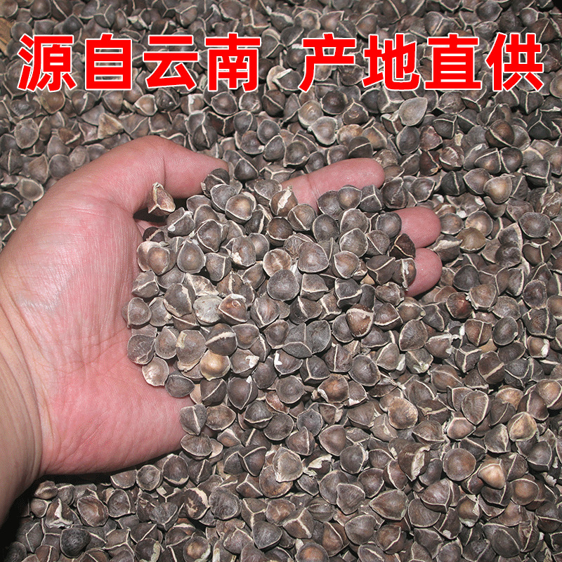 Moringa Seeds La Mu Zi Large Grade Natural Sun Dried 500g Bulk Herbal Seeds - Image 3