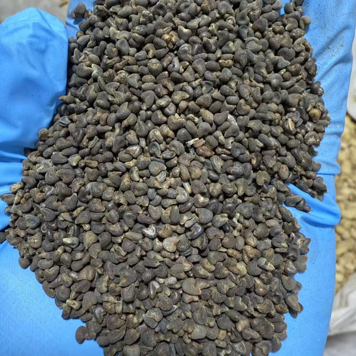 Dried Abutilon Seed Ma Guo Zi Qing Ma Zi Traditional Herbal Use 500g - Image 3