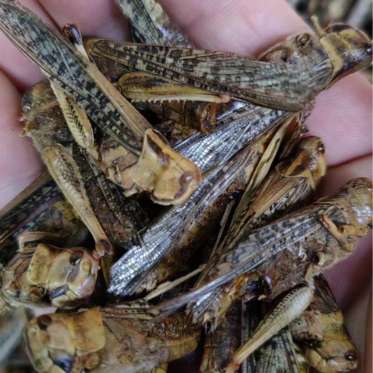 Dried Locust (Grasshopper) — Traditional Chinese Insect Herb, 500g - Image 2