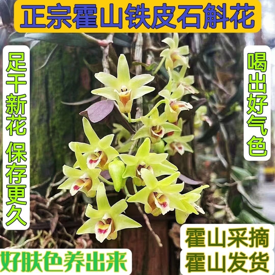 Tie Pi Shi Hu Flower Tea 200g Dried Dendrobium Officinale Flowers Huoshan Origin Wellness Herbal Tea - Image 2