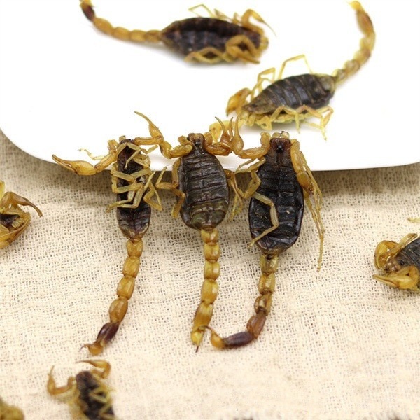 Whole Scorpion Quan Xie Dried TCM Herb 500g Natural Sun-Dried Shandong Origin - Image 2