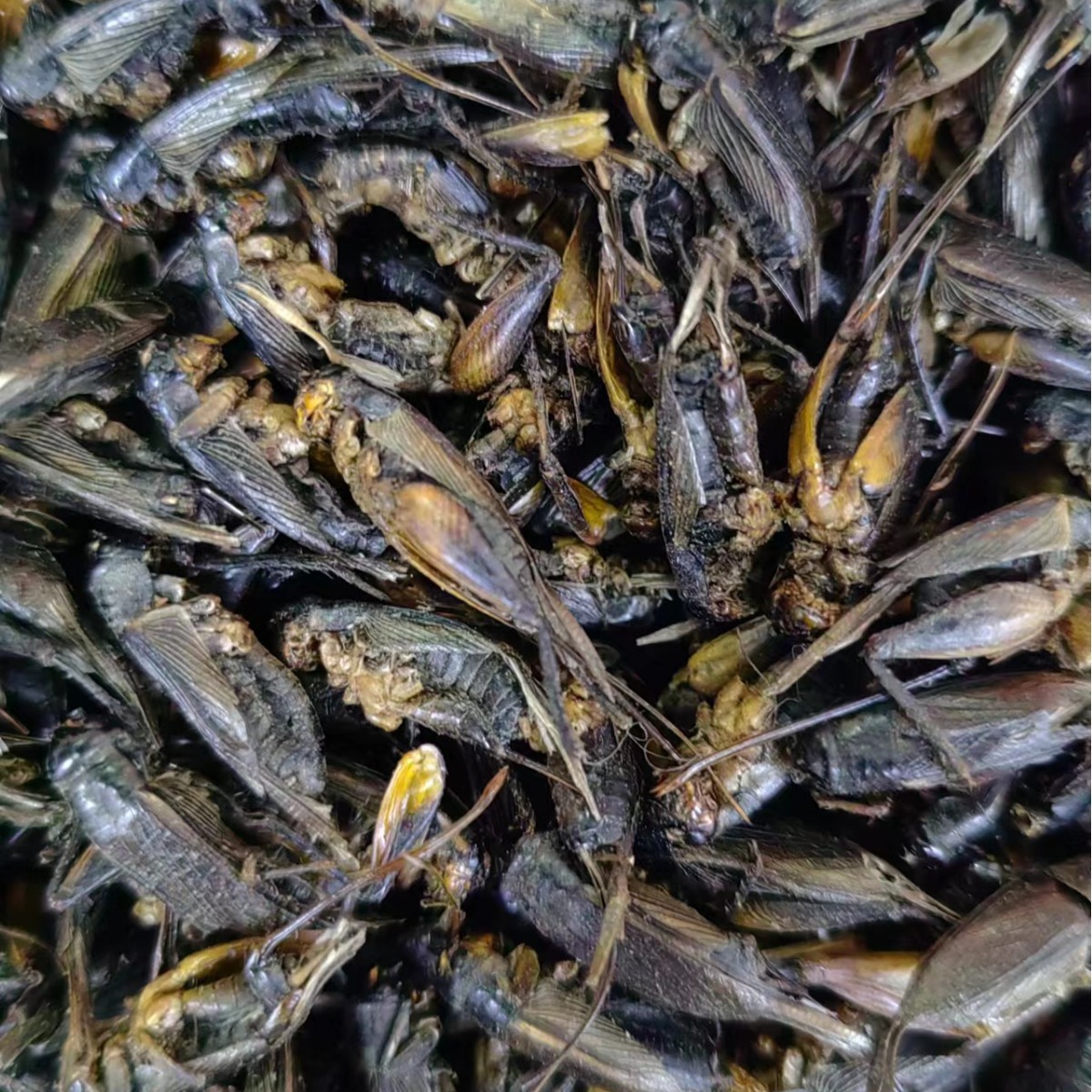 Cricket Dried (Gryllus testaceus) — Traditional Chinese Medicinal Herb, Bulk Dried Crickets - Image 2