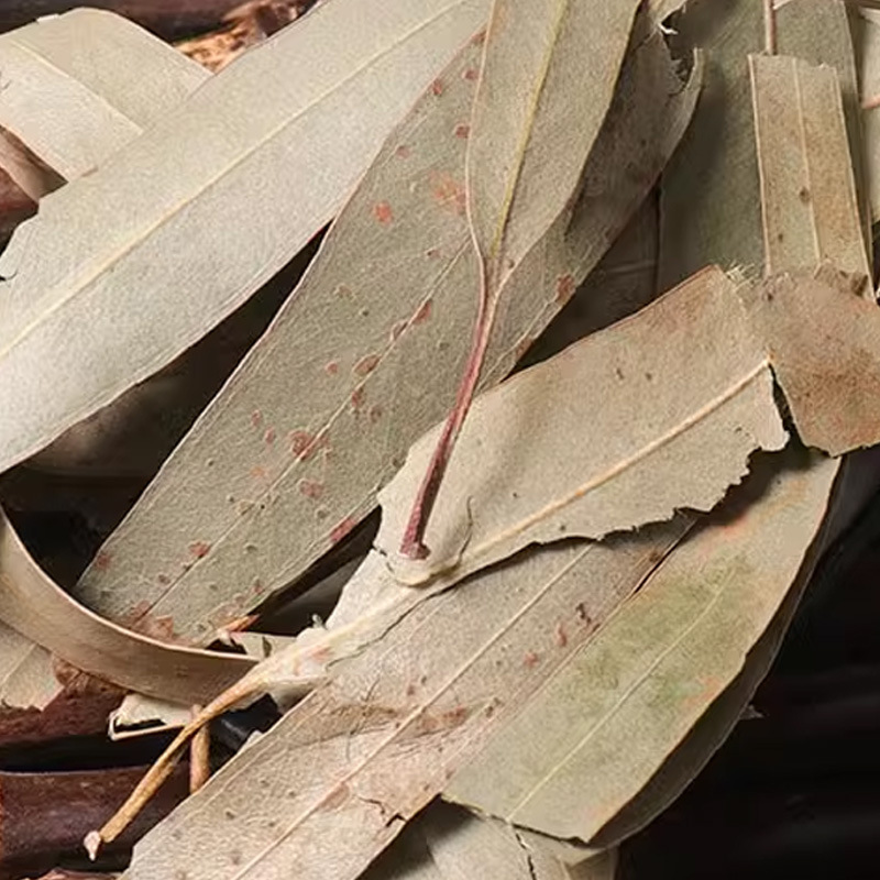 Eucalyptus Leaves (Eucalyptus globulus) — Dried Herbal Leaf for Tea, Steam & Soak - Image 3