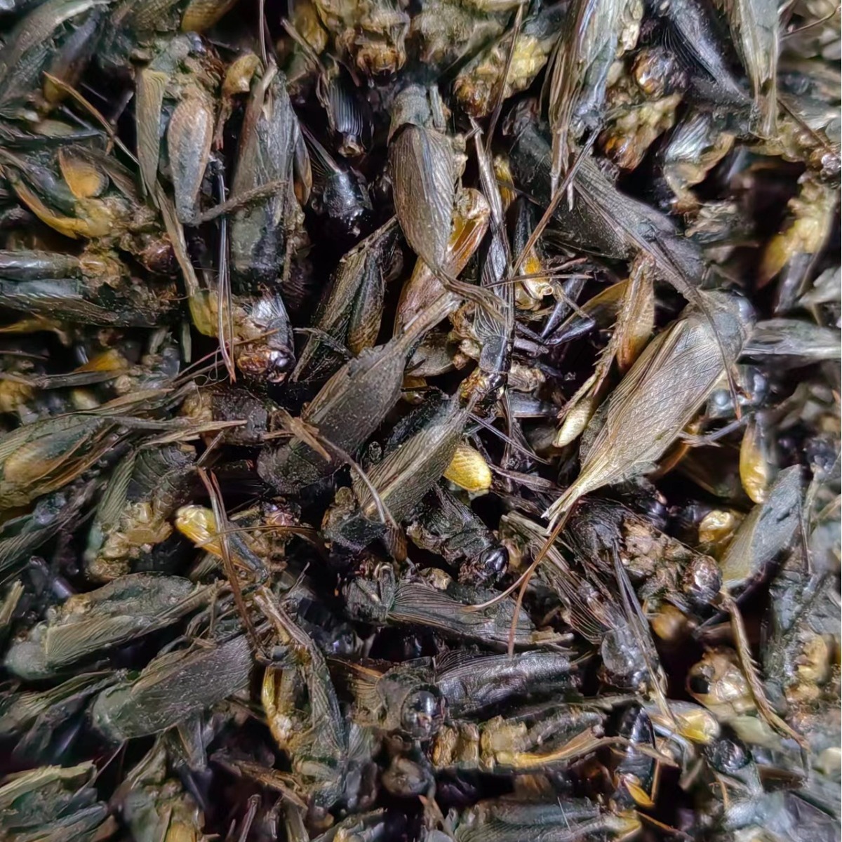 Cricket Dried (Gryllus testaceus) — Traditional Chinese Medicinal Herb, Bulk Dried Crickets - Image 5