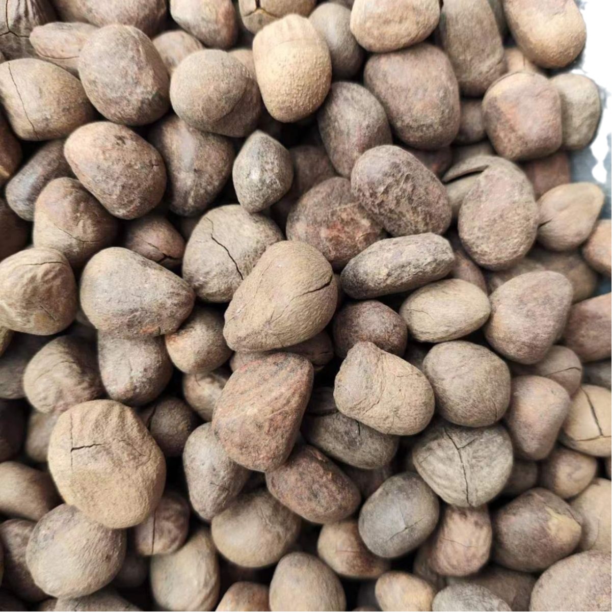 Da Feng Zi (Hydnocarpus anthelminticus) — Dried Chaulmoogra Seeds, Traditional Herbal Material - Image 5
