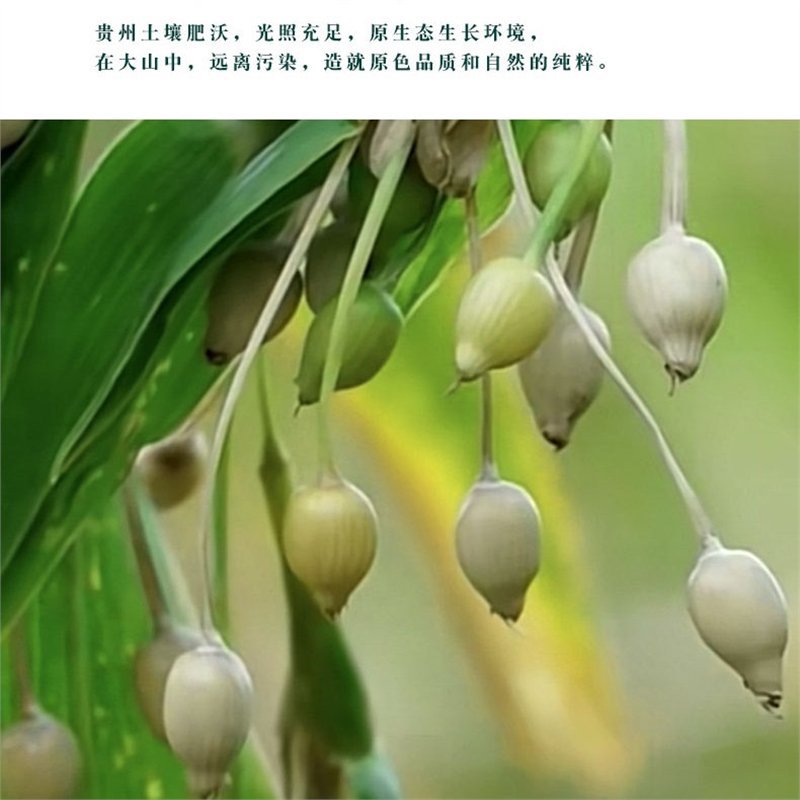 Coix Seed Yi Yi Ren 500g Dried Job's Tears for Tea Soup and Congee - Image 3
