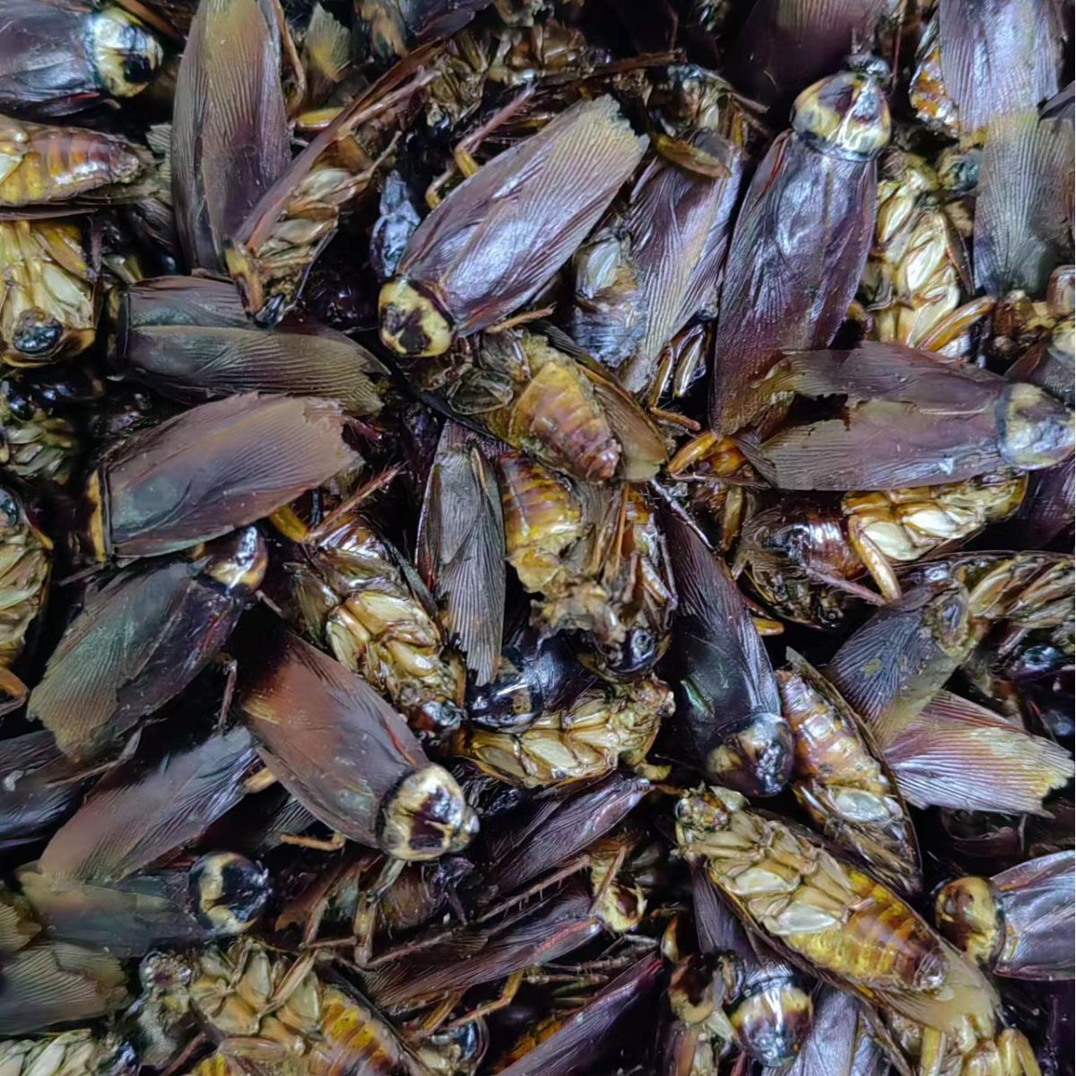 Dried Cockroach (Eupolyphaga sinensis) — Traditional Chinese Medicinal Insect, 500g - Image 2