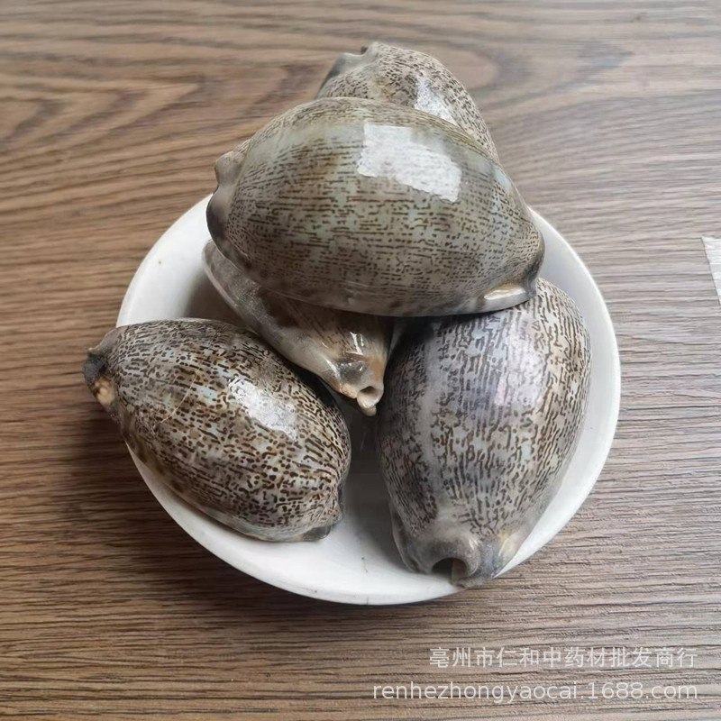 Purple Cowrie Shell Zi Bei Chi Dried Mineral Herb Traditional TCM Ingredient - Image 2