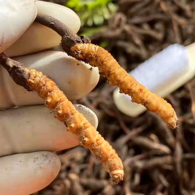 Cordyceps Sinensis Dong Chong Xia Cao Wild Caterpillar Fungus Dried Whole Pieces Nagqu Tibet Gift Box - Image 3