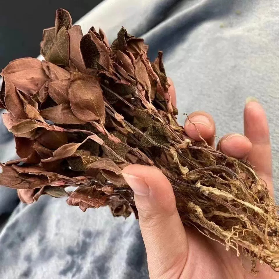 Dried Anoectochilus Jin Xian Lian Whole Herb 250g Fujian Origin Traditional Herbal Tea Ingredient - Image 3