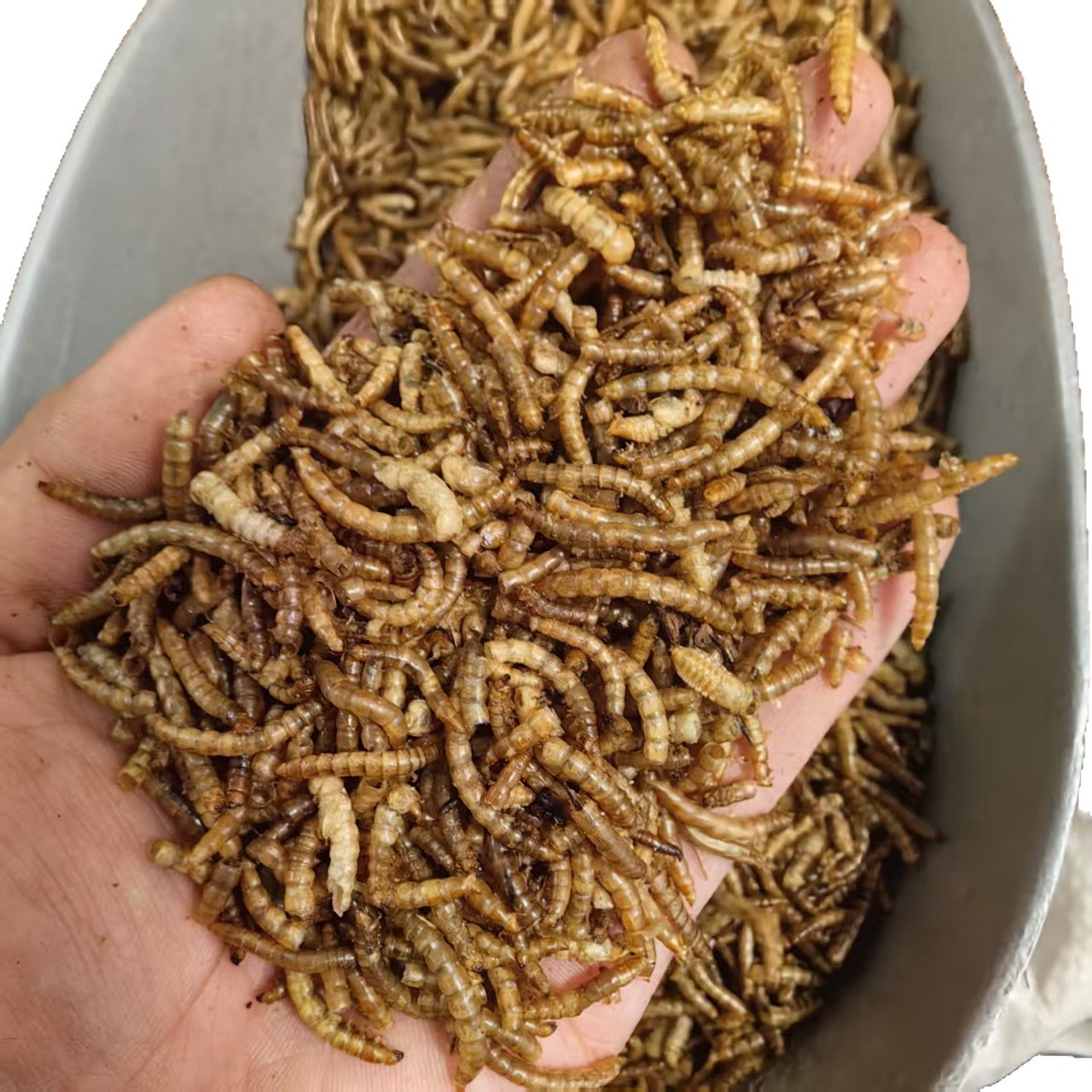 Dried Yellow Mealworms Tenebrio Molitor 500g Natural Sun Dried Feed for Ornamental Fish Birds and Hamsters - Image 5