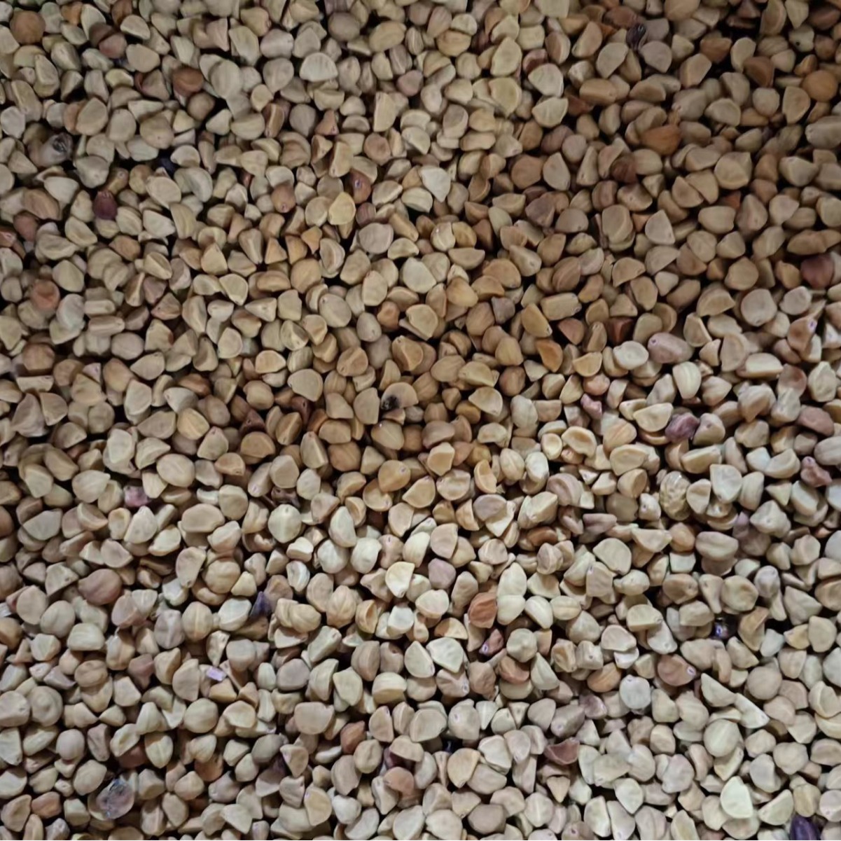 Bai Chou / Qian Niu Zi (Pharbitis nil) — Dried Morning Glory Seed, Food Herb 500g - Image 3